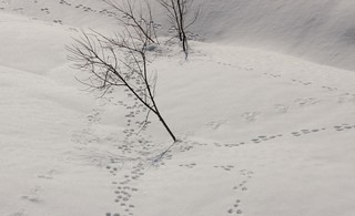 ノウサギIMG_9428.JPG